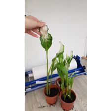 zantedeschia variegated frozen queen без цветов по 850р