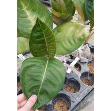 Aglaonema sp Black Moonlight