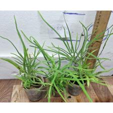 Птерис кретика / Pteris cretica