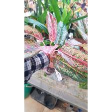 Aglaonema Prakay Ngern.