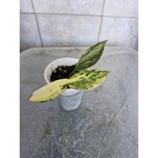 Zamioculcas zamiifolia variegated (short leaf) (стакан) 2800р