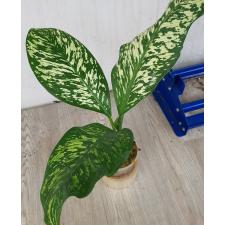 Dieffenbachia White Blizzard стакан 1500р