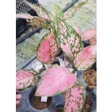 AGLAONEMA Walenthai