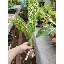 Aglaonema Petch Racha 44
