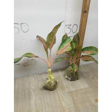 Aglaonema Lokbay - long leaves A-82