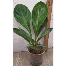 Антуриум джемании круглый лист / Anthurium jenmanii round leaves