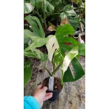 monstera deliciosa variegata от 5 листьев 12 cm pot