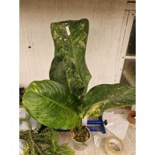 Dieffenbachia Hongsaa variegated D-7 pot 3200p