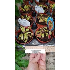 Dionaea Muscipula 09 cm pot ps.06,10