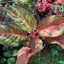 Aglaonema T4 Sombat Siam