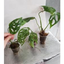 Monstera adansonii variegated (Indonesia) Д стакан