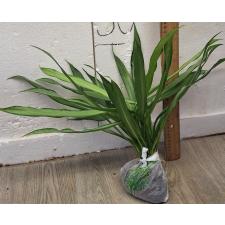 Аглаонема Нью ричер / Aglaonema New richer A-129