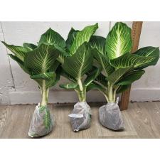Диффенбахия Стерлинг (Компактная форма) / Dieffenbachia Sterling (Compact form)