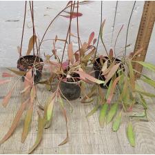 Псевдорипсалис рамулосус / Pseudorhipsalis ramulosus
