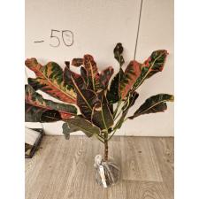 Codiaeum Phak Dee (Special) 79/1