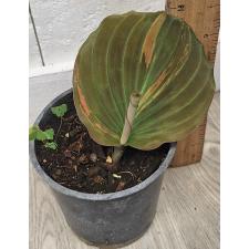 Кемпферия Пульхра (Желтая варегатность) / Kaempferia pulchra (yellow variegated) (S)