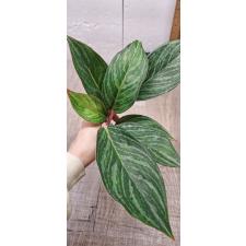 Aglaonema Fine green line variegated A-136