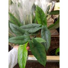Alocasia scalprum2.5"A5ps. October