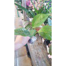 Aglaonema Reak Ngern.