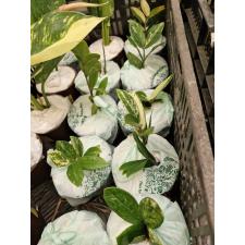 Zamioculcas sp Short Leaf variegata pot 3300p