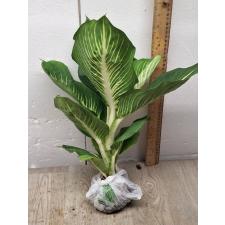 Dieffenbachia Sterling (Compact form)