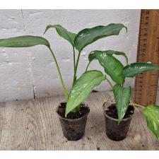 Шизматоглоттис Валличии (Серебряная форма) / Schismatoglottis wallichii (silver form) (S)