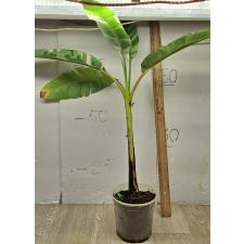 Варегатный банан (Белая варегатность) / Musa variegated (White variegated)