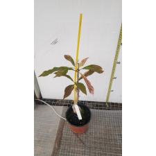 Barringtonia acutangula variegated pot