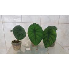 Alocasia chaii 1.7"