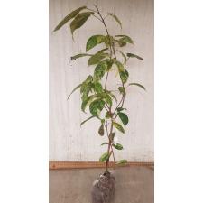 Ficus sp.(T16) variegated Indonesia 141
