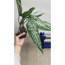 Aglaonema Moradok Lok (narrow leaf) 23A  november.