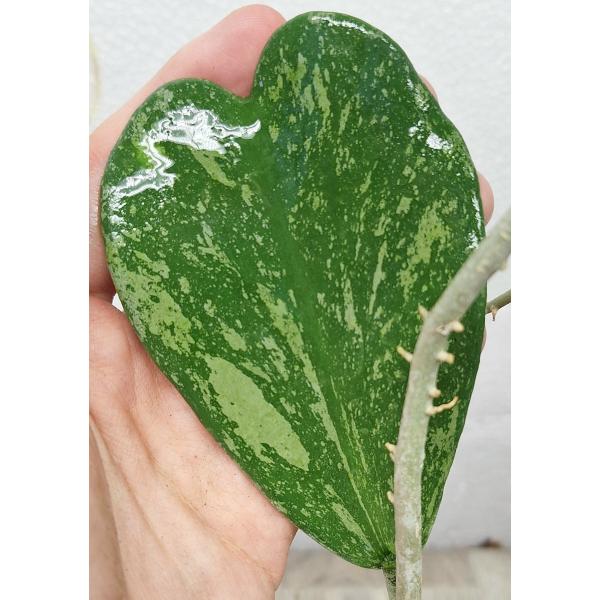 Хойя керрии 'Пятнистый лист' / Hoya kerrii 'Spot leaf' 