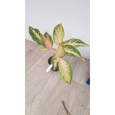 Aglaonema pink vanilla 262 уценка 2200р