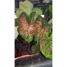 Caladium pot