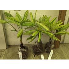 Рапис сп. Карликовый варегатный / Rhapis sp. Dwarf variegated 241