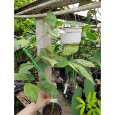 Elaeagnus latifolia 'Marble 321/1
