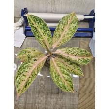 Aglaonema P-24 Tubtim