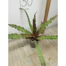 Cryptanthus fosterianus cv. Elaine 