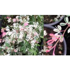 Питецеллобиум дулси варегатная / Pithecellobium dulce variegata