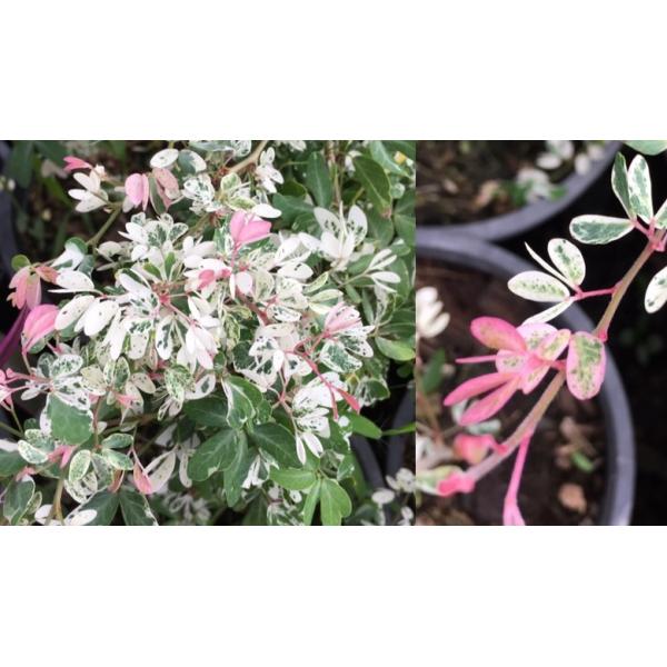 Питецеллобиум дулси варегатная / Pithecellobium dulce variegata