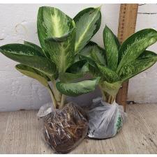 Аглаонема Банана Крупный Круглый. / Aglaonema Banana wealthy round A-79