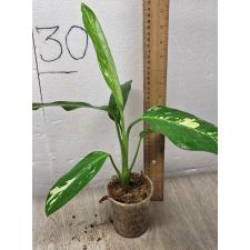 Dieffenbachia seguine Aurora