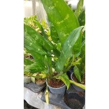 Aglaonema sp ( Фридман) 17 cm pot