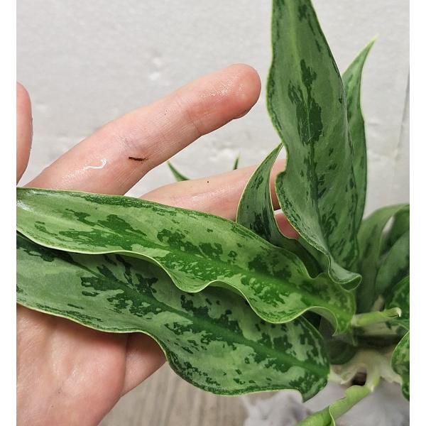 Аглаонема Рич номер 4 / Aglaonema Rich no.4 A-68