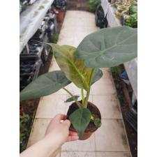 Alocasia Wentii 12 cm pot