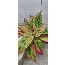Aglaonema Aurora - Orange A-6