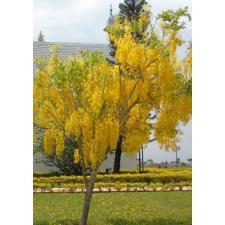 Кассия трубчатая (Cassia fistula) 5 шт