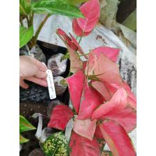Aglaonema Unyamanee 'Super Red' 72 уценка