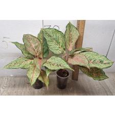 Aglaonema Fortune A-86