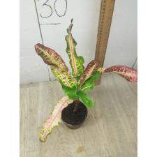 Codiaeum Tha Chang A57